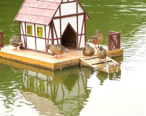 From Nest Boxes to Luxury Mansions: When Did Duck Houses Become a Status Symbol?